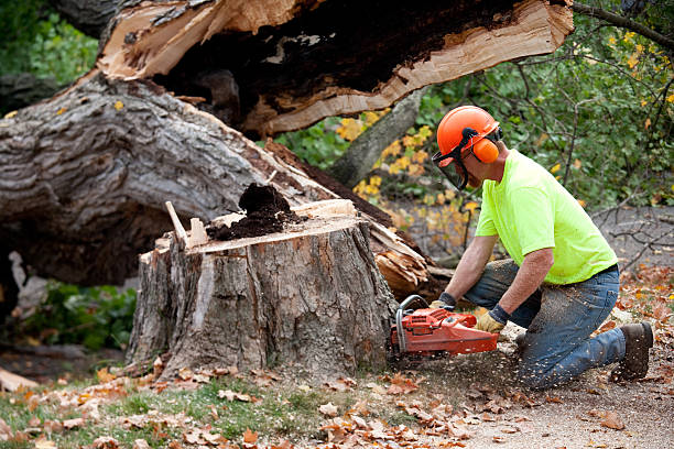 Best Lawn Dethatching Services  in USA