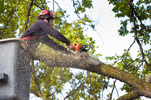 Best Leaf Removal Services  in USA